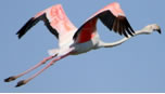 Adult Flamingo