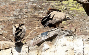 Adult Griffon Vultures