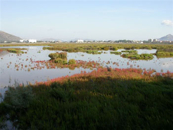 View from Bishops 1 Hide Albufera