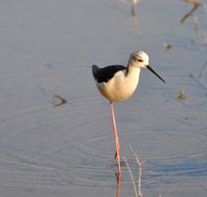 Black-winged Stilt