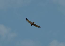 Male Marsh Harrier