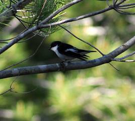 Pied Flycatcher