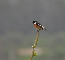 Stonechat