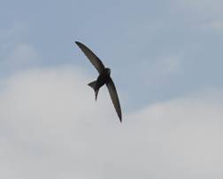 Common Swift