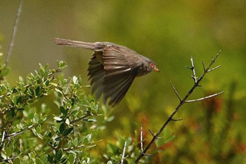 Balearic Warbler