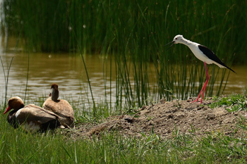 Black-winged Stilt and Red Crested Pochard - click for larger image