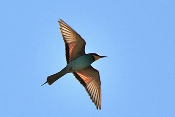 European Bee-eater