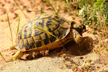 Hermann's Tortoise - click for larger image