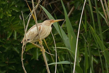 Little Bittern - Click for larger image