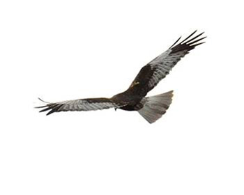 Marsh Harrier