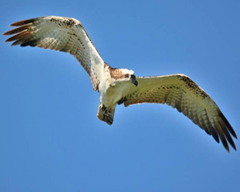 Osprey
