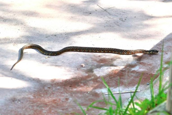 Viperine Snake - click for larler image