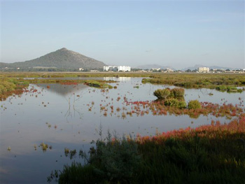 Albufera Marsh from Bishop 1 Hide