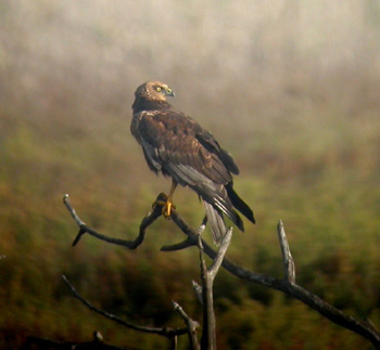 Marsh Harrier