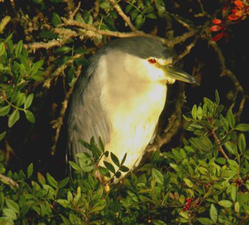 Night Heron