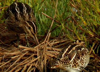 Common Snipe