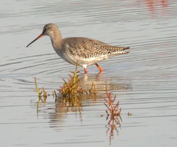 Spotted Redshank