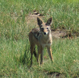 Black-backed Jackal