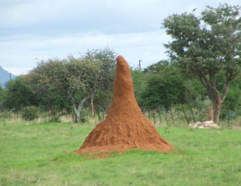 Termite Mound