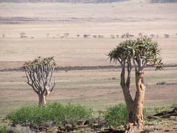 The Karoo a desert area to the west of Windhoek