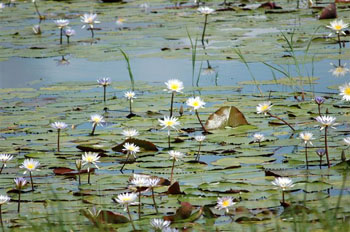 Okavango Panhandle Lilly pads