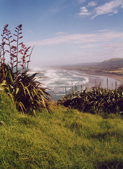 Muriwai Beach