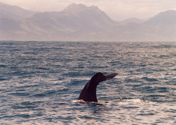 Sperm Whale at Kaikoura