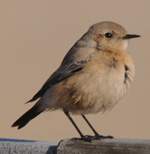 Desert Wheatear at Gorleston-on-Sea