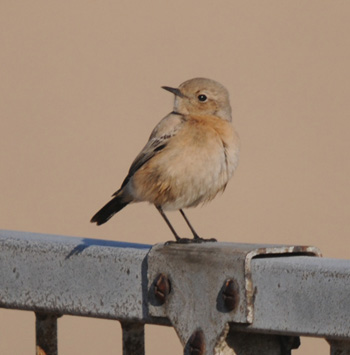 Female Desert Wheatear - click for larger image