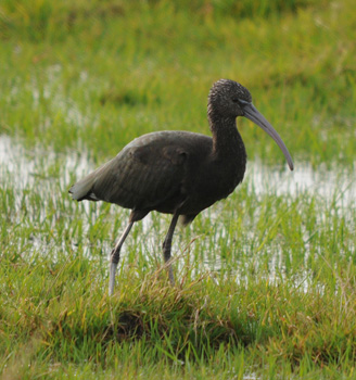 Long staying Glossy Ibis at Frampton Marsh - Click for larger image