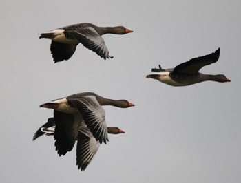 Greylag in flight - click for larger image