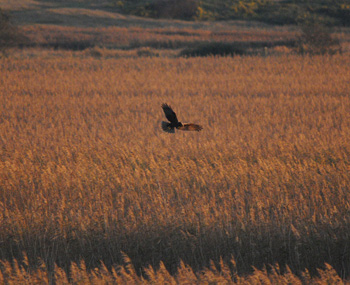 March Harrier quartering the reed bed in the late afternoon sunshine - click for larger image