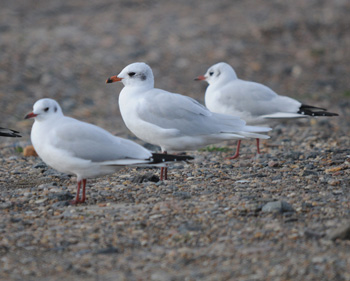 Mediterranean Gull with BHG - click for larger image