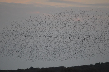 Part of the large murmuration of Starlings - click for larger image