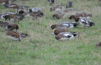 Wigeon at Frampton Marsh - Click for larger image