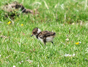 Lapwing chick Loch Insh