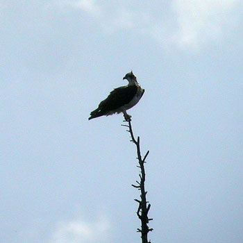 Osprey Loch Insh