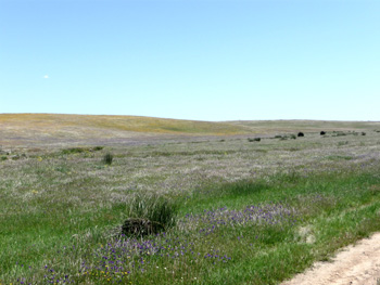 Pseudo Steppe at Castro Verde