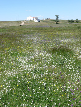Castro Verde