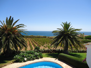 View from Casa Kivi over the vineyard to the sea