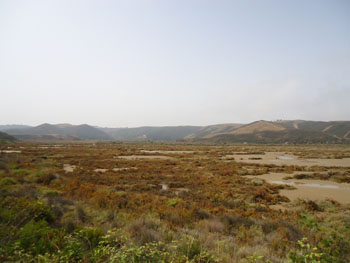 Salt Marsh at Praia Amorreira