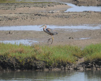 Purple Heron at Quinta do Lago