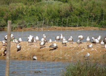 Gulls at Lagoa dos Salgardos