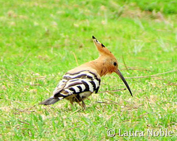 Hoopoe on the Golf Course