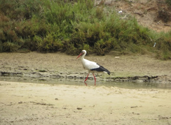 White Stork at Quinta do Lago