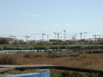 Pera Marsh overwintering cranes!