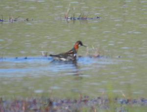 Red-necked Phalarope