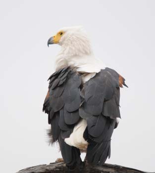 African Fish Eagle