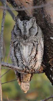 African Scops Owl at Satara camp