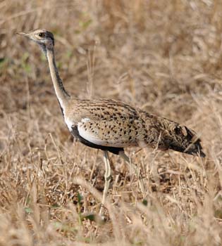 Blakc-bellied Bustard 